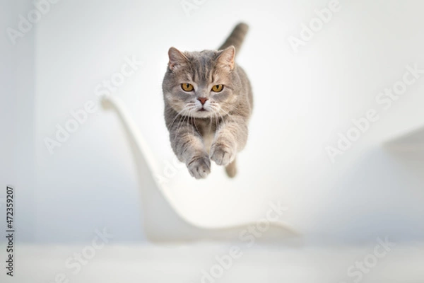 Obraz Scottish cat jumping up