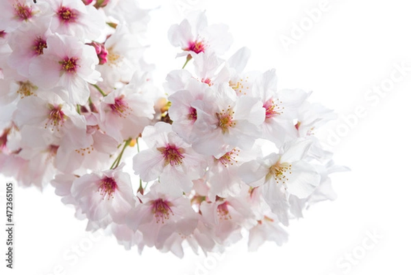 Obraz 白背景の桜のクローズアップ