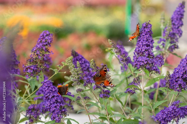Obraz Schmetterlingsflieder