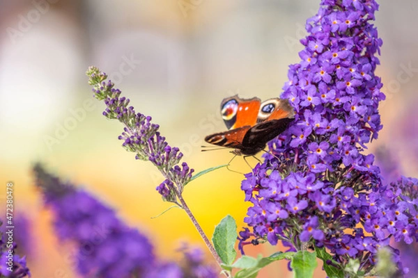 Obraz Schmetterlingsflieder