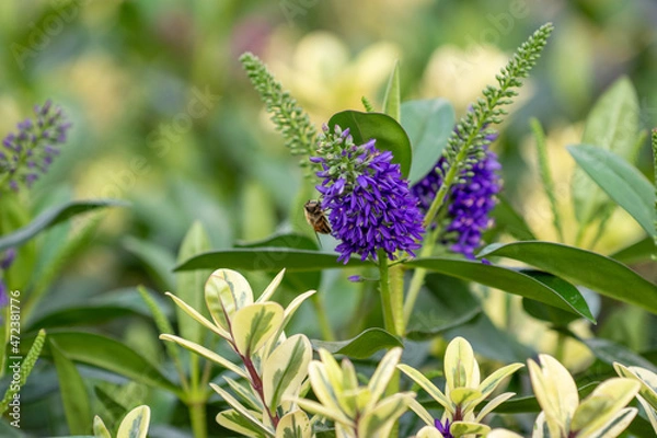 Obraz Strauchveronika