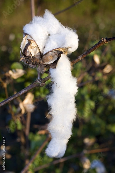 Obraz dripping cotton