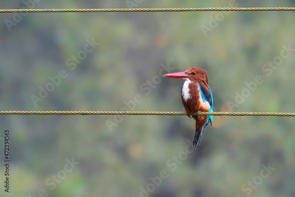 Fototapeta Common Kingfisher - Goa, India