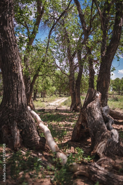 Obraz tree in the forest