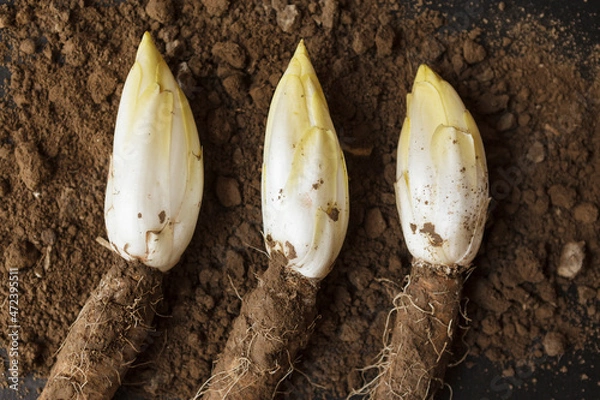 Fototapeta Belgian chicory on soil