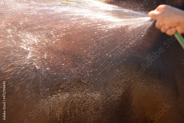 Fototapeta mangera wetting a brown horse after exercising