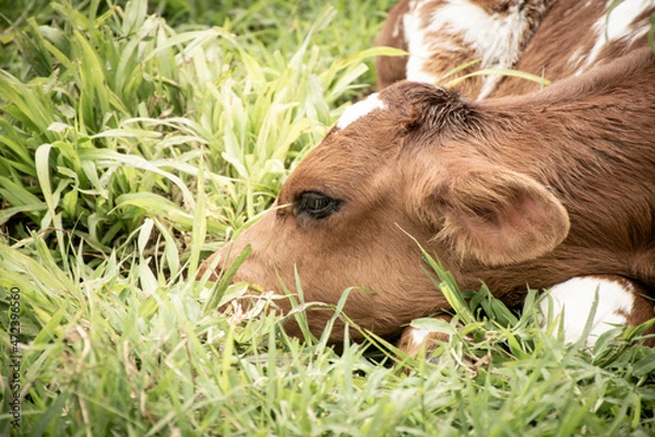 Fototapeta 
cow on the farm
