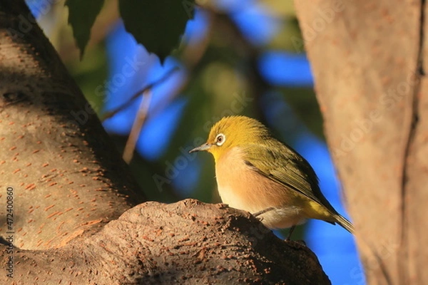 Fototapeta white-eye, 秋の東高根森林公園のメジロ