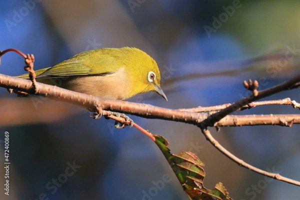 Fototapeta white-eye, 秋の東高根森林公園のメジロ