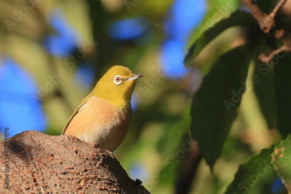 Fototapeta white-eye, 秋の東高根森林公園のメジロ