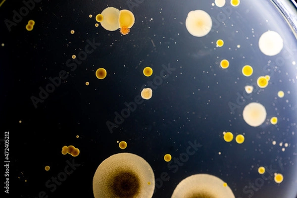 Fototapeta Backgrounds of Characteristics and Different shaped Colony of Bacteria and Mold growing on agar plates from Soil samples for education in Microbiology laboratory.
