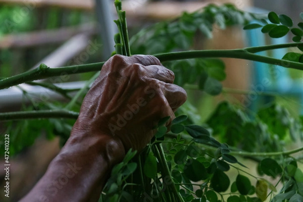 Fototapeta separate the moringa leaves from the stems for vegetables