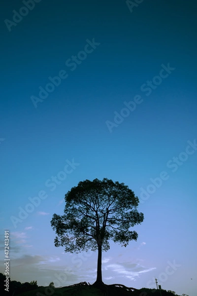 Obraz キンドルの木