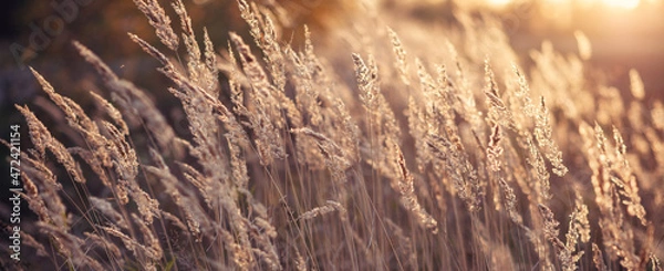 Obraz Pampas Grass outdoor. Abstract background with trendy dry reed. Soft focus, blurred background