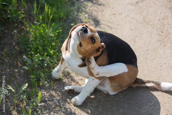 Fototapeta close up  shot of a cute beagle breed girl dog sitting and scratching its back with the paw on the side of a road next to green grass 