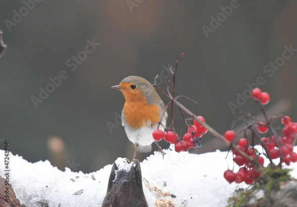 Obraz Rotkehlchen im Schnee