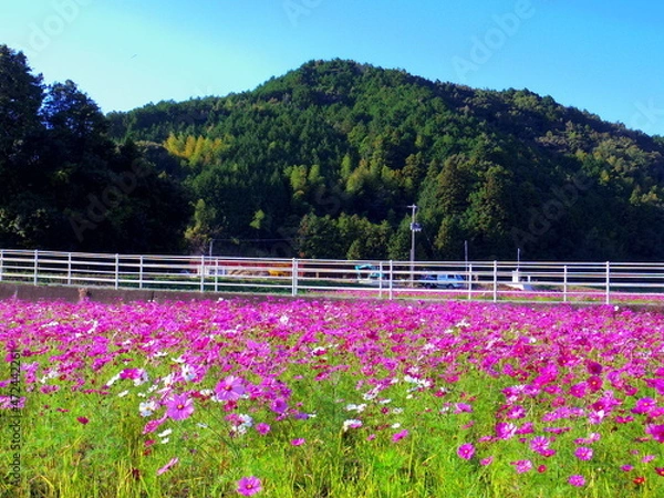 Fototapeta 一面のコスモス畑(愛媛県宇和島市三間町)