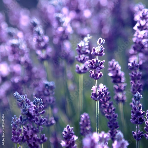 Fototapeta Selective focus Lavender flowers at sunset rays, Blooming Violet fragrant lavender flower summer landscape. Growing Lavender, harvest, perfume ingredient, aromatherapy. Lavender field lit by sunlight