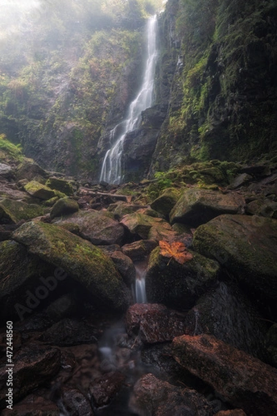 Obraz The Leaf, The Mist & The Waterfall