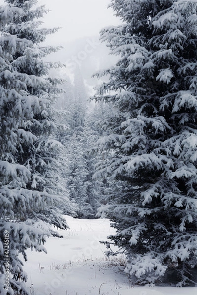 Fototapeta snow covered trees in winter