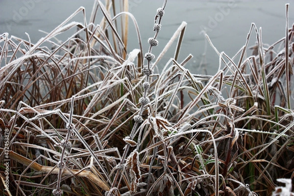 Fototapeta Long dry brown leaves of a marsh sedge in white crystals of hoarfrost on a gray background of ice.
