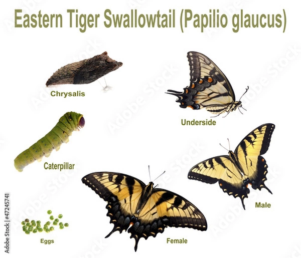 Obraz Eastern Tiger Swallowtail
