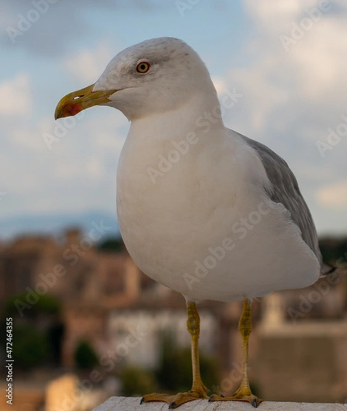 Obraz Seagull