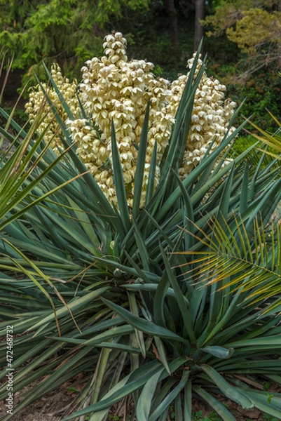 Obraz Blooming Yucca gloriosa in the landscape park
