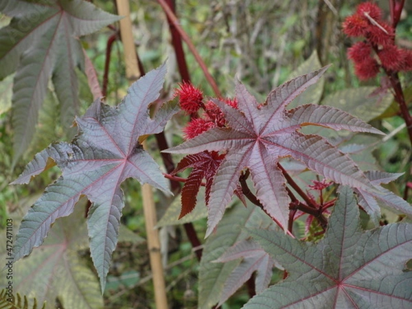 Obraz Ricin Ricinus communis