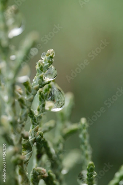 Fototapeta dew on the grass