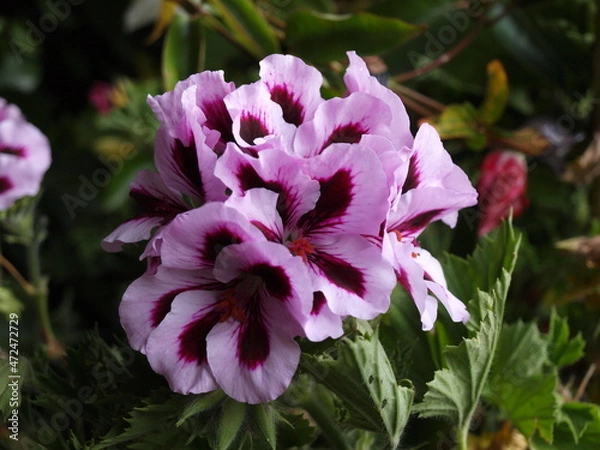 Obraz Pelargonium