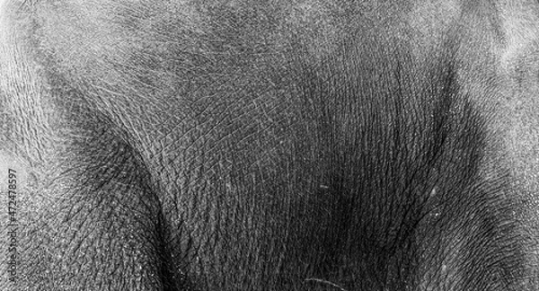 Fototapeta A close-up of the side of an Asian elephant reveals the texture .