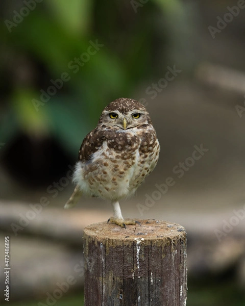 Obraz Owl Athene cunicularia 