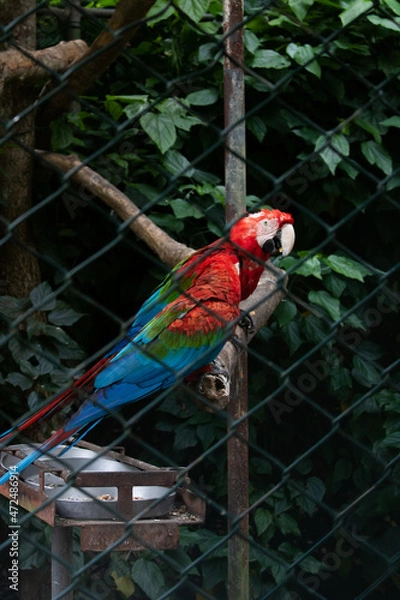 Obraz Caged parrot 