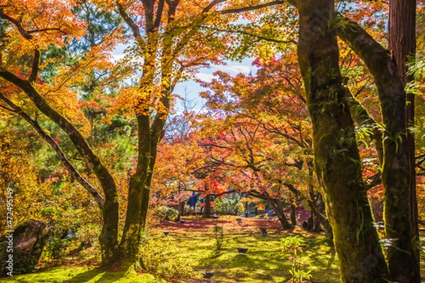 Fototapeta 京都　宝厳院の紅葉