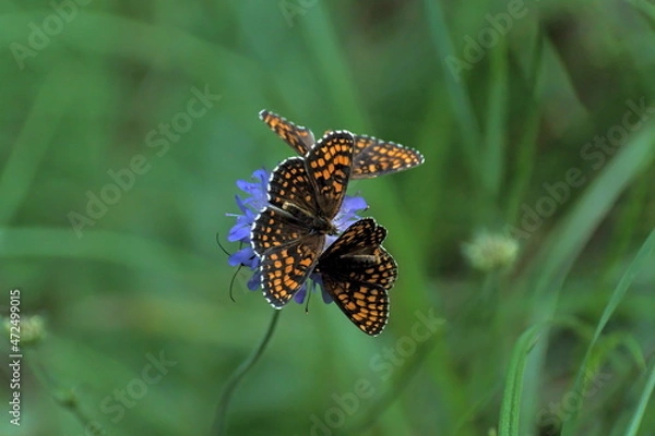 Fototapeta Stołówka