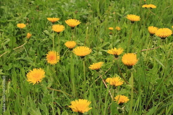 Obraz yellow flowers in the grass