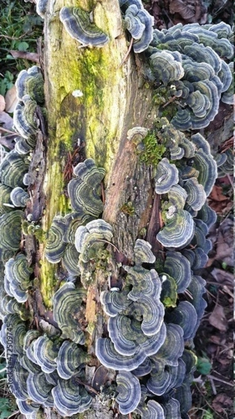 Fototapeta Baumpilze