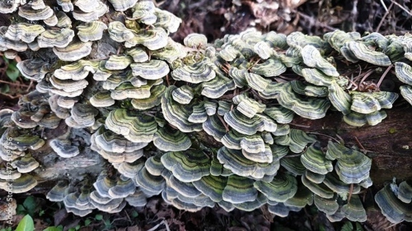 Fototapeta Baumpilze