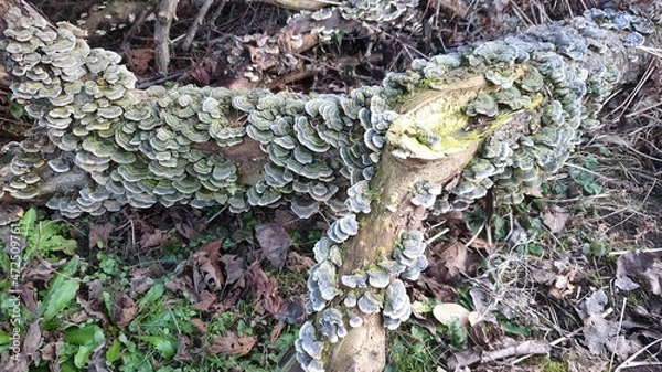 Fototapeta Baumpilze