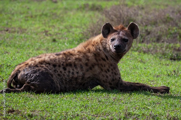 Fototapeta Hyaena sitting on grass.
