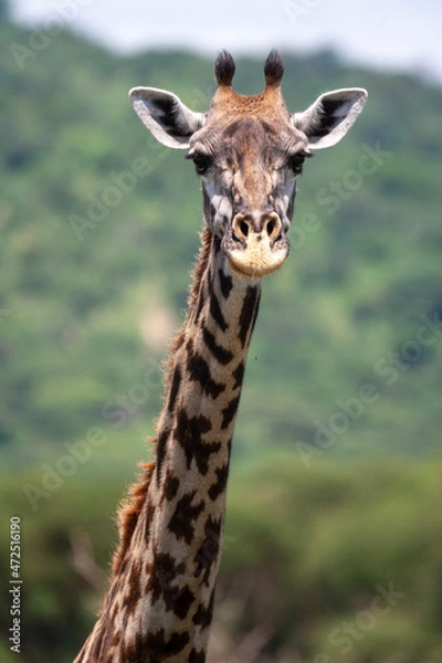 Fototapeta Giraffe