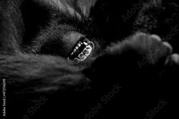 Fototapeta Absract Gorilla