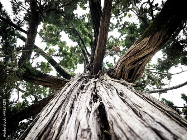 Fototapeta Tree trunk