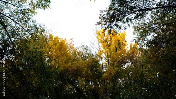 Obraz dusk in autumn