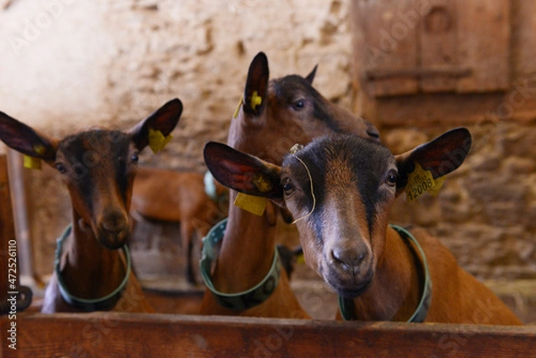 Obraz chèvres à la ferme
