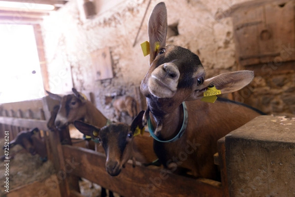 Obraz chèvre pour le fromage