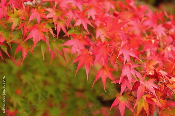 Fototapeta もみじ