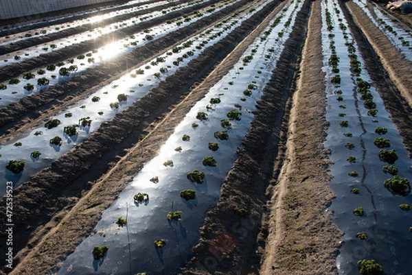 Fototapeta 日に照らされた畑の成長を待つ苗