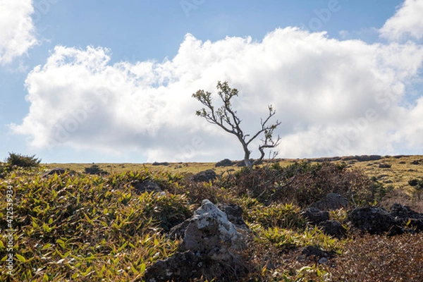 Obraz 제주 윗세오름